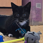 Skye is registered to the contest to win money with this photo: animal, big_eyes, black_and_white, cabinet, cat, container, crouching, curious, cute, floor, indoor, kitten, pet, playful, purple, stuffed_mouse, toy, whiskers, yellow_stick, young