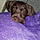 Lola