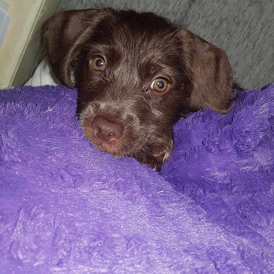 Lola is registered to the contest to win money with this photo: animal, blanket, brown, closeup, cozy, curious, cute, dog, expression, face, fur, indoors, looking, lying_down, nose, pet, puppy, purple, soft, young