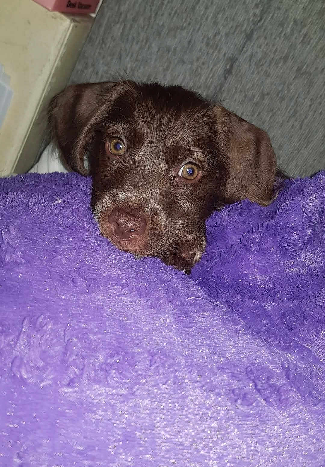 Lola