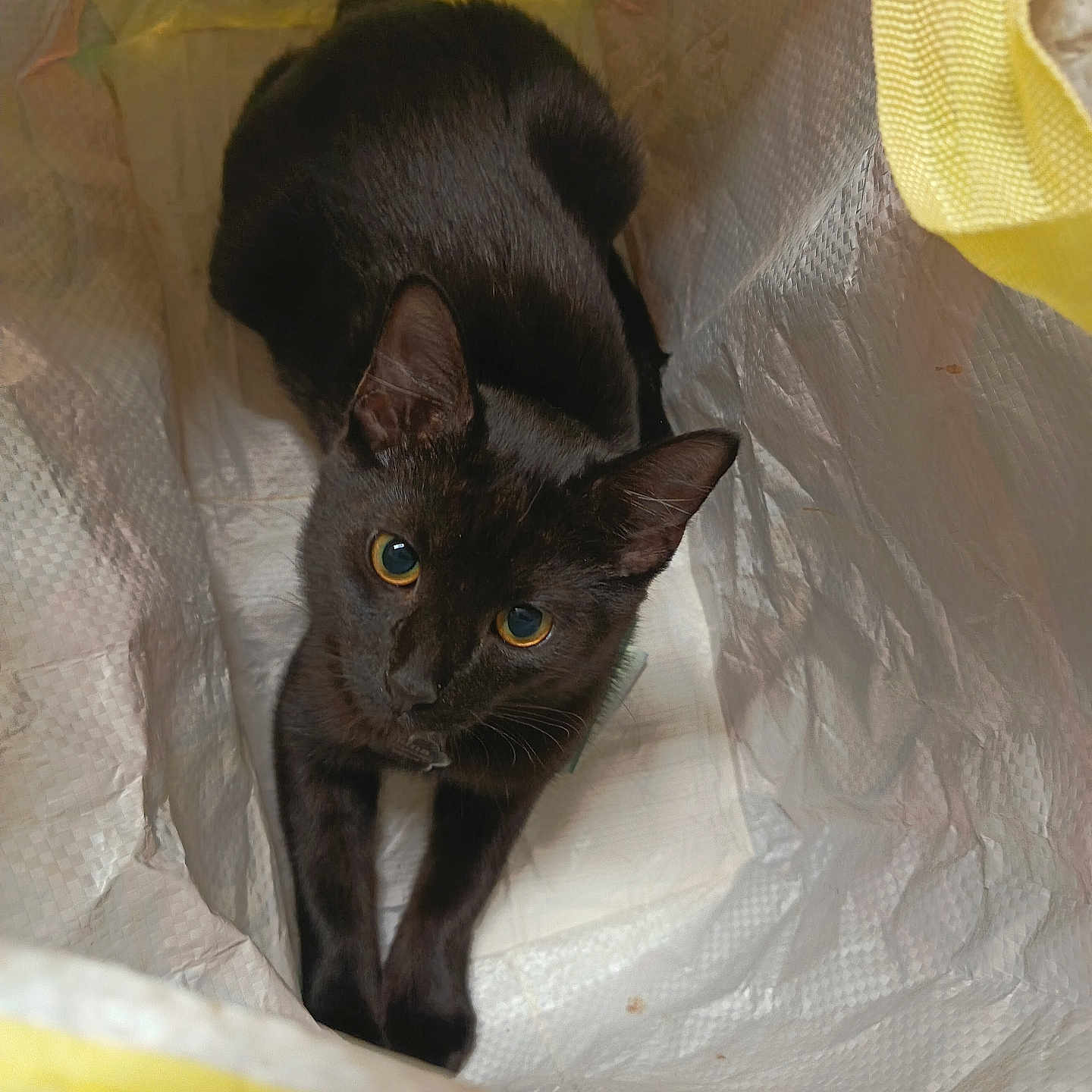 Luna joined the competition — help win amazing prizes! alert, animal, black_cat, cat, close_up, crinkly, curious, cute, ears, feline, indoor, inside_bag, looking_up, pet, playful, texture, whiskers, white, yellow, young_cat