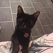 Luna joined the competition — help win amazing prizes! black_cat, kitten, pet, indoor, floor, tile, collar, tag, paw_print, blurred, cute, animal, young_cat, feline, domestic_cat, reaching, playful, close_up, bed, blanket