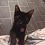 black_cat, kitten, pet, indoor, floor, tile, collar, tag, paw_print, blurred, cute, animal, young_cat, feline, domestic_cat, reaching, playful, close_up, bed, blanket