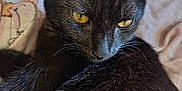 Luna is registered to the contest to win money with this photo: black_cat, cat, pet, animal, feline, yellow_eyes, fur, whiskers, close_up, indoor, blanket, resting, cute, domestic_animal, soft_texture, portrait, sleepy, cozy, young_cat, focused