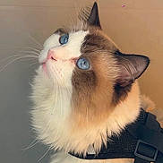 Minou participe au concours pour gagner de l'argent avec cette photo : animal, blue_eyes, calm, cat, close_up, curious, cute, domestic_cat, feline, fluffy, fur, harness, indoor, looking_up, mammal, pet, portrait, side_view, soft_lighting, whiskers