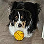 Usko participe au concours pour gagner de l'argent avec cette photo : dog, basketball, floor, indoor, pet, animal, fur, black, white, brown, toy, looking, cute, playful, domestic, mammal, laying, closeup, portrait, house