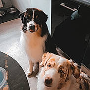Usko participe au concours pour gagner de l'argent avec cette photo : dog, kitchen, floor, countertop, dishwasher, pet, animal, indoor, furniture, fur, brown, white, black, curious, waiting, cute, companion, domestic, two_dogs, loyal