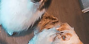 Usko participe au concours pour gagner de l'argent avec cette photo : dog, pets, indoor, floor, brown, white, black, curious, looking_up, two_dogs, animal, canine, companions, fur, ears, eyes, cute, friendly, domestic, house
