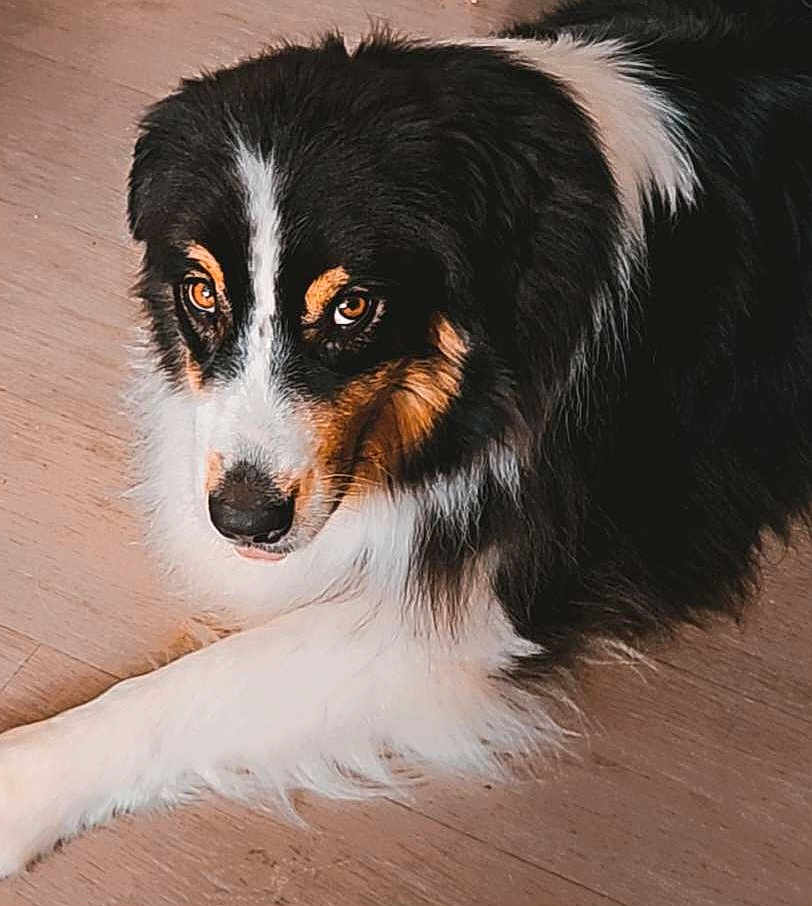 Usko participe au concours pour gagner de l'argent avec cette photo : dog, animal, pet, tricolor, fur, brown_eyes, lying_down, wooden_floor, close_up, fluffy, canine, domestic_animal, mammal, portrait, indoor, cute, looking_up, black_fur, white_fur, brown_fur