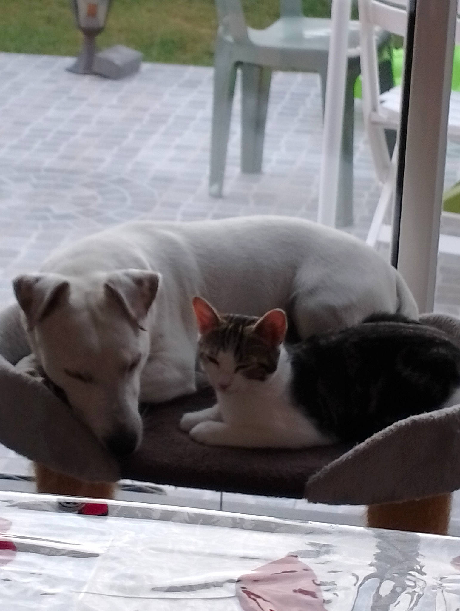 Falone participe au concours pour gagner de l'argent avec cette photo : carnivore, cat, chair, comfort, companion_dog, dog, domestic_short_haired_cat, fawn, felidae, furniture, grey, linens, paw, small_to_medium_sized_cats, snout, table, tail, whiskers, white, window