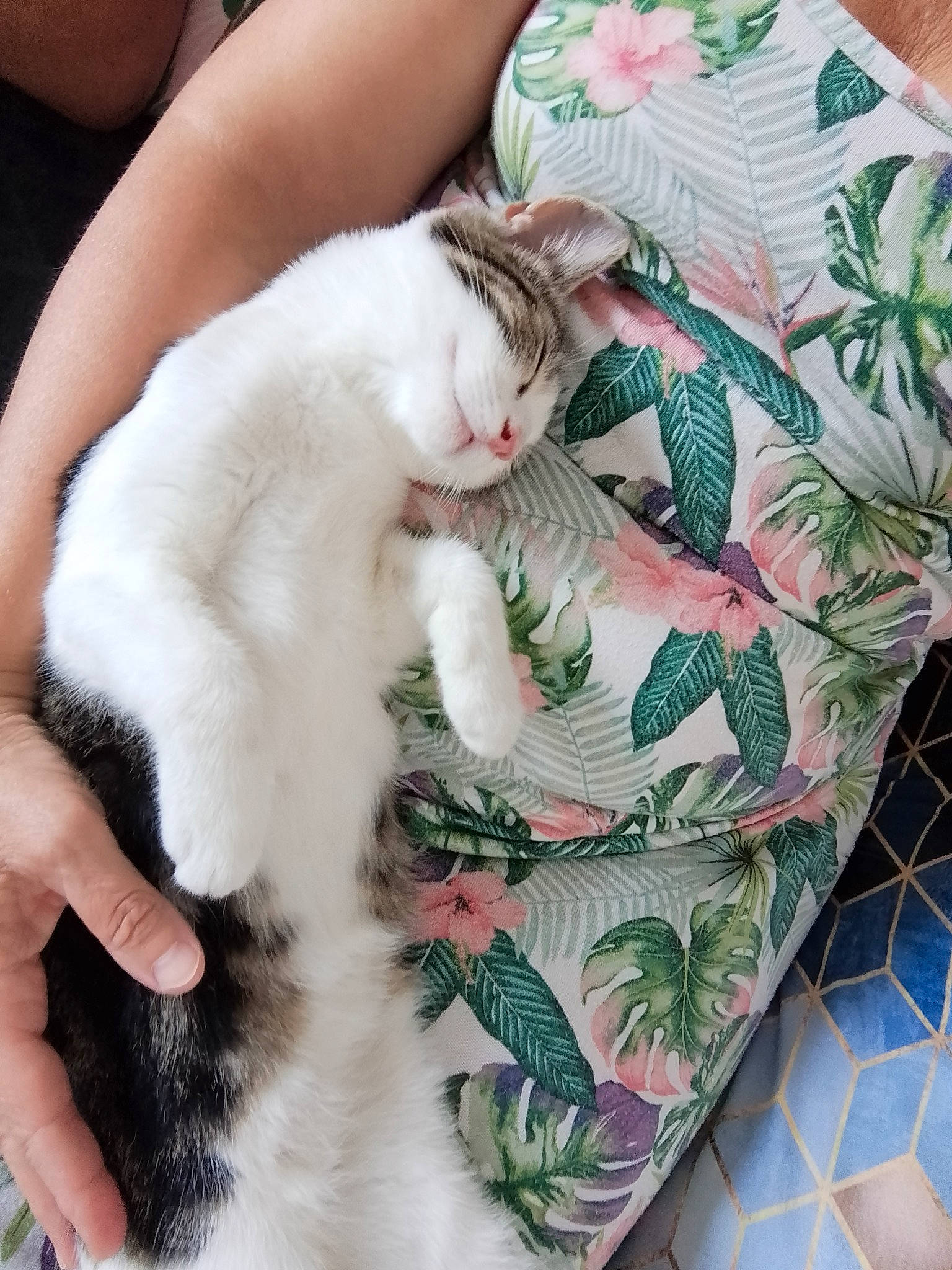 Falone participe au concours pour gagner de l'argent avec cette photo : art, bag, button, carnivore, cat, claw, comfort, domestic_short_haired_cat, felidae, fur, linens, nail, pattern, paw, plaid, sleeve, small_to_medium_sized_cats, tail, whiskers, wool