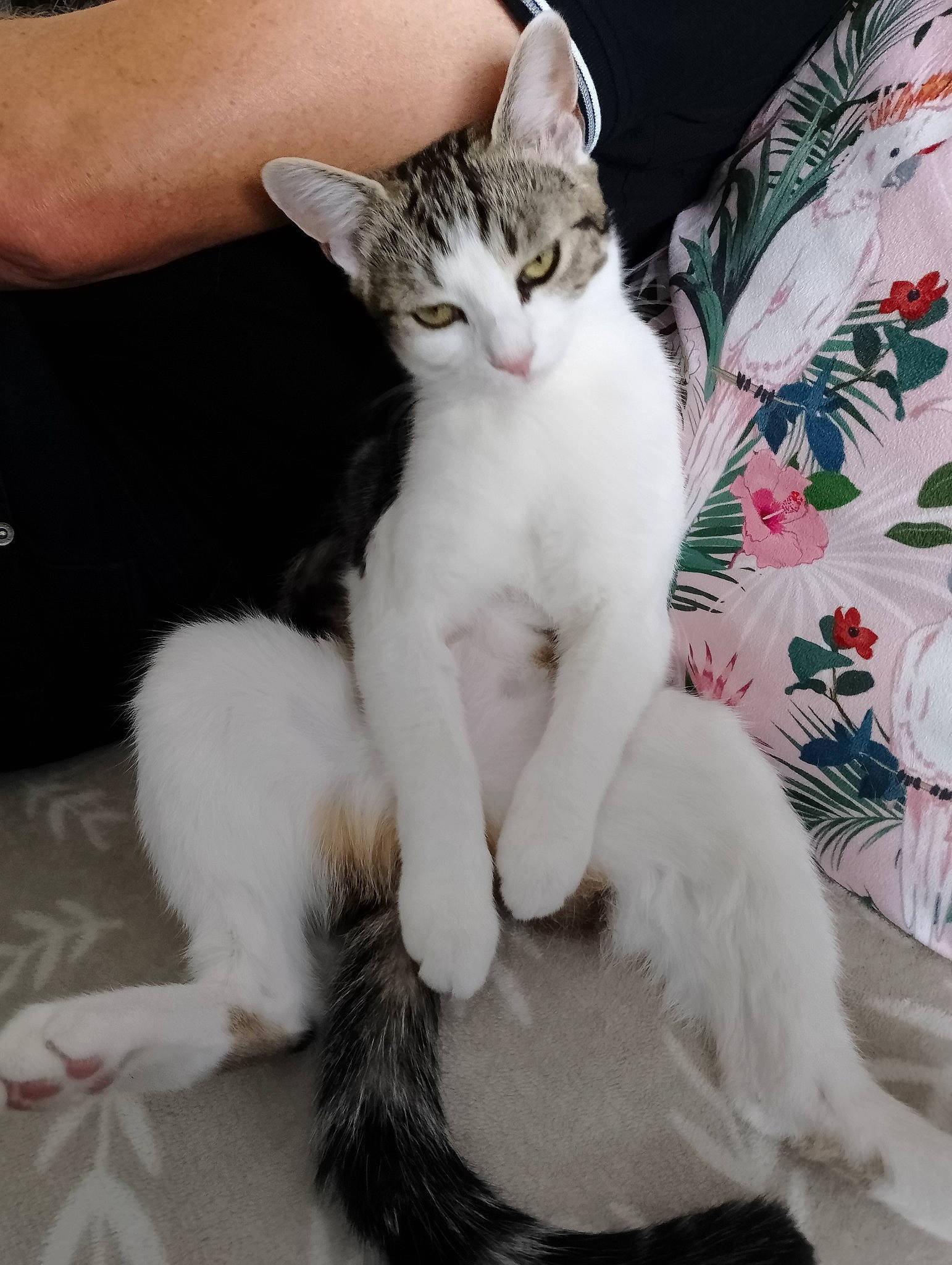 Falone participe au concours pour gagner de l'argent avec cette photo : carnivore, cat, claw, comfort, domestic_short_haired_cat, elbow, felidae, foot, fur, gesture, lap, paw, sitting, small_to_medium_sized_cats, snout, tail, terrestrial_animal, whiskers, wrist