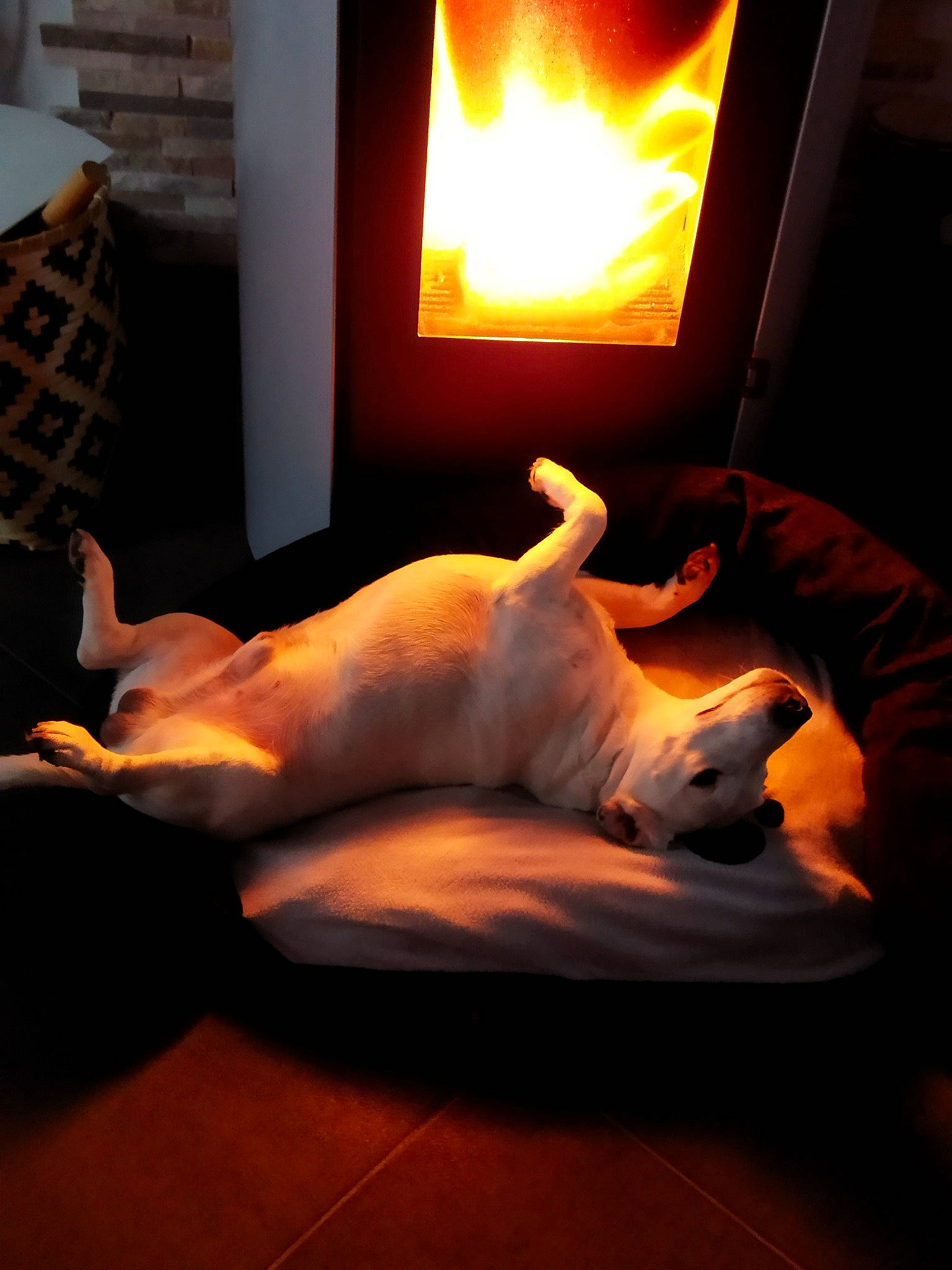 Omer a rejoint le concours — aidez-le/la à gagner de superbes lots ! carnivore, comfort, companion_dog, couch, dog, dog_breed, fawn, floor, flooring, gadget, hardwood, heat, lamp, lighting, living_room, orange, television_set, tints_and_shades, whiskers, wood