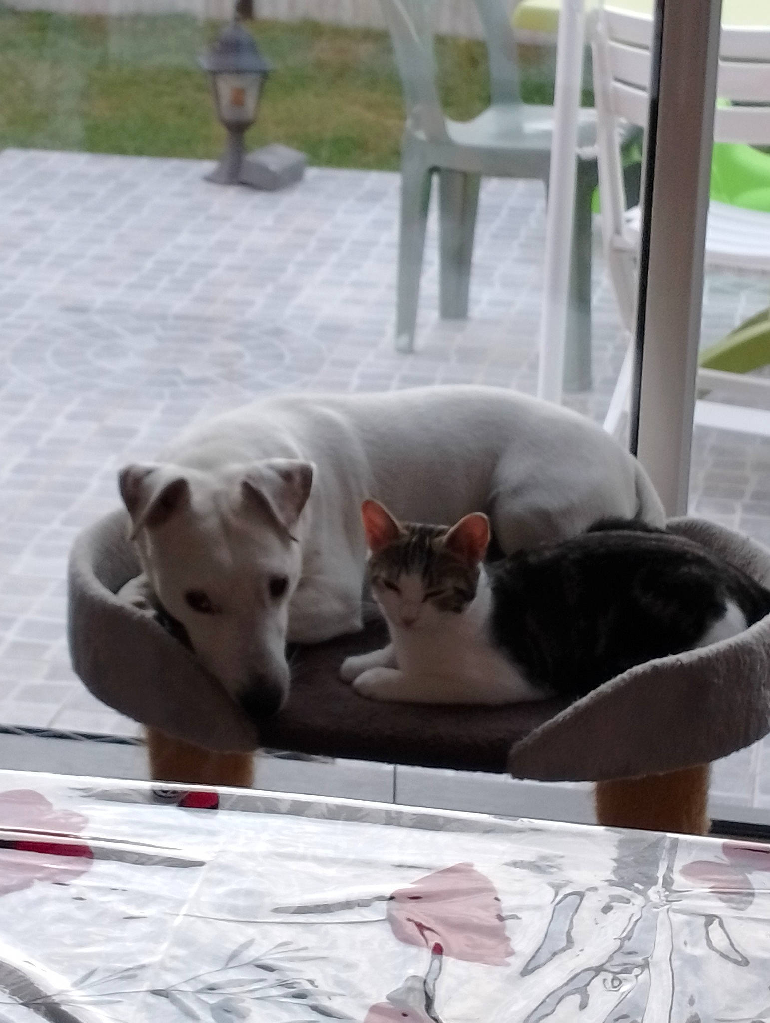 Omer a rejoint le concours — aidez-le/la à gagner de superbes lots ! carnivore, cat, chair, collar, comfort, companion_dog, dog, dog_breed, domestic_short_haired_cat, fawn, felidae, grey, linens, mammal, small_to_medium_sized_cats, table, tail, whiskers, wood, working_animal