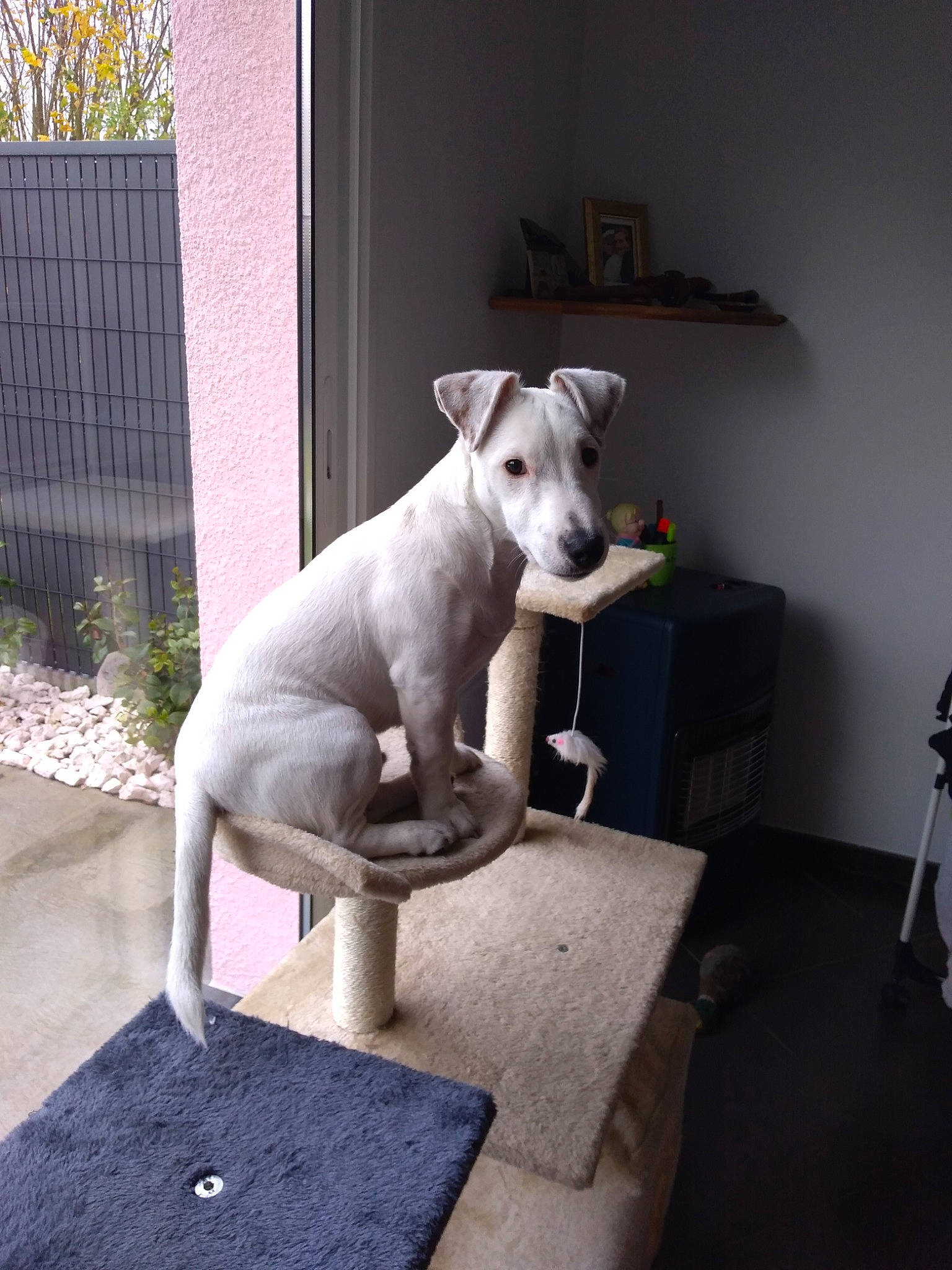 Omer participe au concours pour gagner de l'argent avec cette photo : ancient_dog_breeds, art, canidae, carnivore, companion_dog, dog, dog_breed, fawn, flooring, grey, metal, non_sporting_group, pet_supply, plant, sculpture, statue, tail, tripod, wood, working_animal