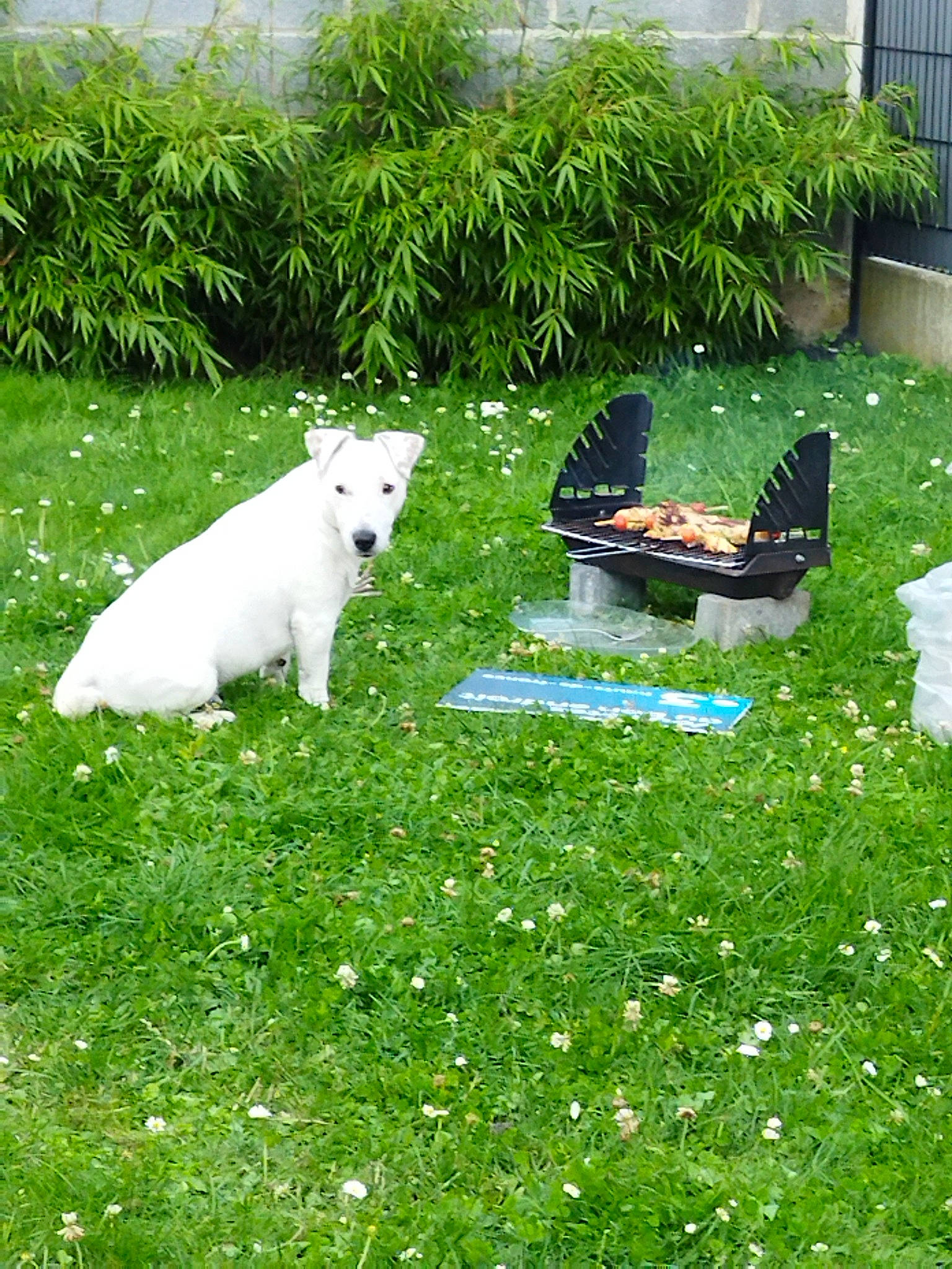 Omer participe au concours pour gagner de l'argent avec cette photo : bird, canidae, carnivore, companion_dog, dog, dog_breed, flower, garden, grass, grass_family, grassland, groundcover, landscape, lawn, outdoor_furniture, plant, shrub, sporting_group, tail, vertebrate