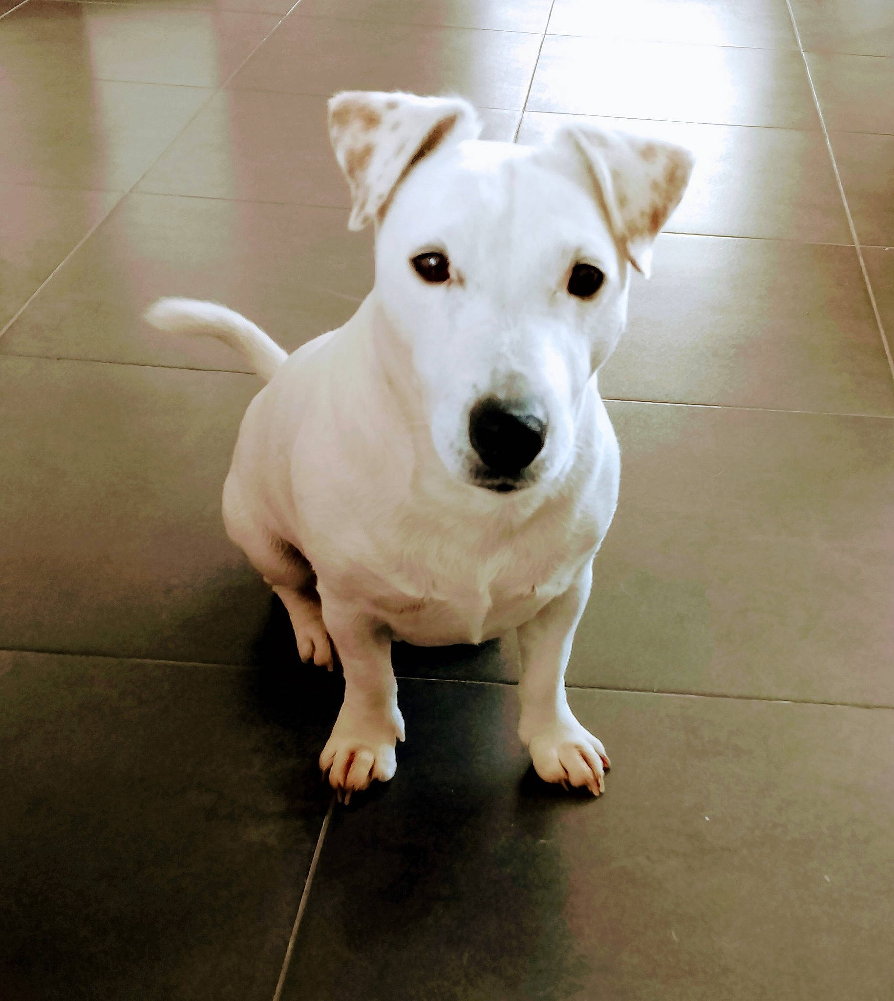 Omer a rejoint le concours — aidez-le/la à gagner de superbes lots ! canidae, carnivore, collar, companion_dog, dog, dog_breed, dog_clothes, dog_supply, fawn, floor, flooring, paw, pet_supply, snout, sporting_group, tail, toy_dog, whiskers, wood, working_animal