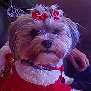 Charlie is registered to the contest to win money with this photo: dog, pet, fluffy, red_bow, festive_clothing, holiday, couch, indoor, closeup, fur, cute, companion, hand, person, relaxing, cozy, decorative_bow, animal, small_dog, portrait