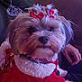 dog, pet, fluffy, red_bow, festive_clothing, holiday, couch, indoor, closeup, fur, cute, companion, hand, person, relaxing, cozy, decorative_bow, animal, small_dog, portrait