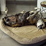 Lasko participe au concours pour gagner de l'argent avec cette photo : dog, brindle_dog, pet, sleeping, lying_down, upside_down, paws_up, belly, dog_bed, indoor, home, tile_floor, relaxed, funny, lazy, resting, short_hair, collar, portrait, animal