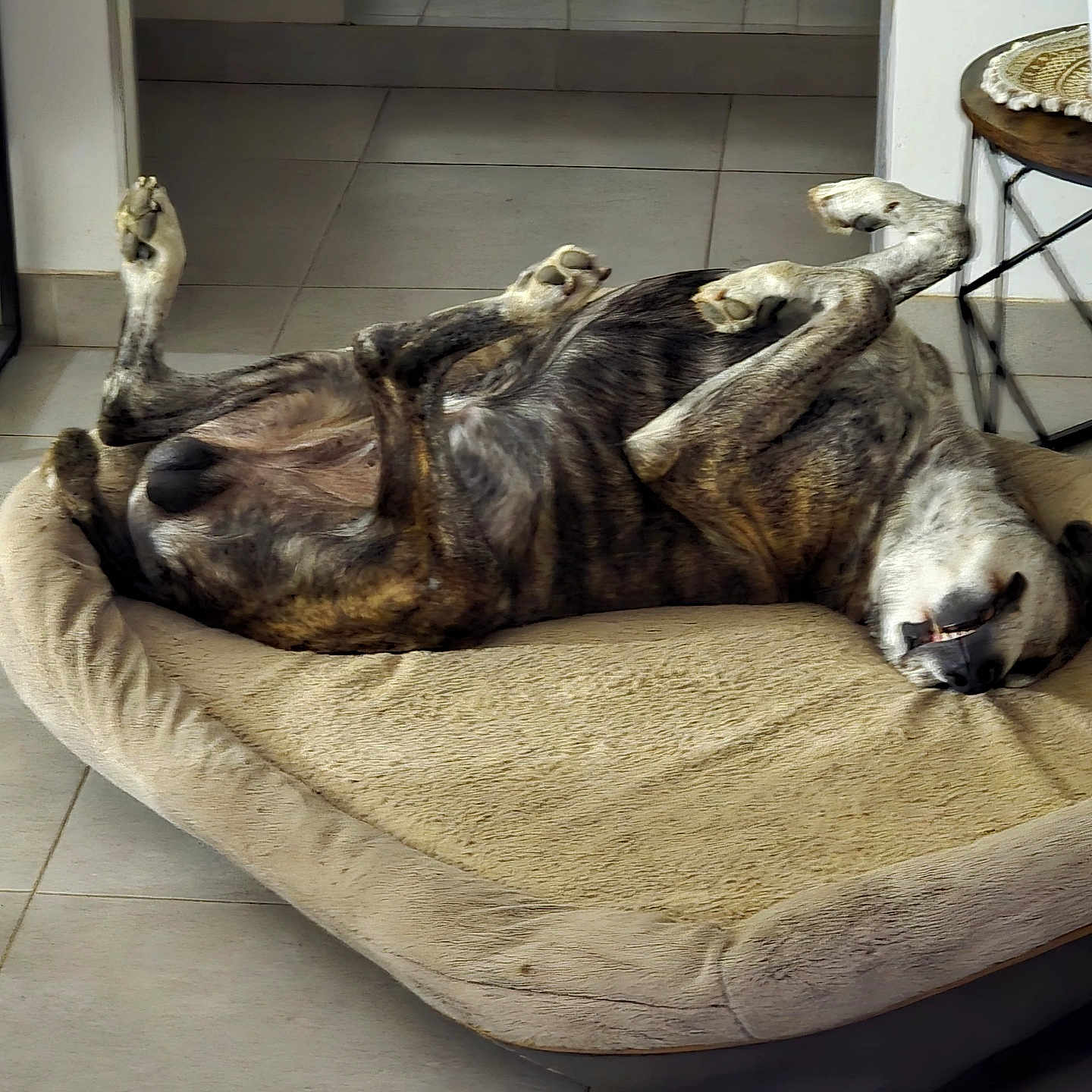 Lasko participe au concours pour gagner de l'argent avec cette photo : dog, brindle_dog, pet, sleeping, lying_down, upside_down, paws_up, belly, dog_bed, indoor, home, tile_floor, relaxed, funny, lazy, resting, short_hair, collar, portrait, animal