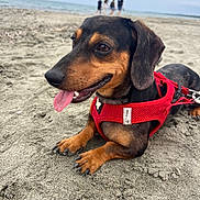 Barney a rejoint le concours — aidez-le/la à gagner de superbes lots ! dog, dachshund, red_harness, beach, sand, tongue_out, pet, animal, canine, outdoor, sea, water, sky, people, walking, summer, relaxing, closeup, paw, nature