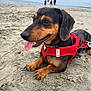 dog, dachshund, red_harness, beach, sand, tongue_out, pet, animal, canine, outdoor, sea, water, sky, people, walking, summer, relaxing, closeup, paw, nature