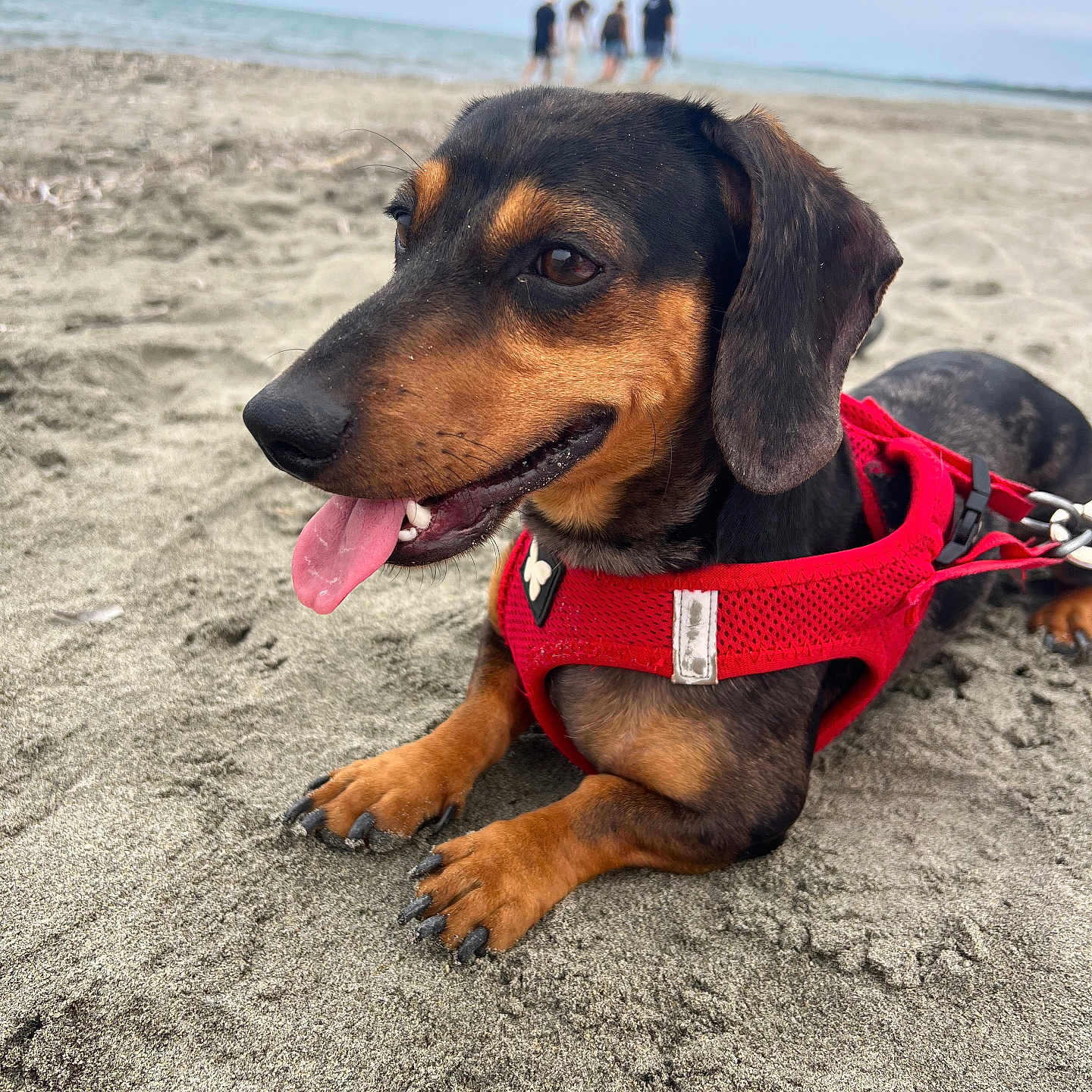 Barney a rejoint le concours — aidez-le/la à gagner de superbes lots ! animal, beach, canine, closeup, dachshund, dog, nature, outdoor, paw, people, pet, red_harness, relaxing, sand, sea, sky, summer, tongue_out, walking, water