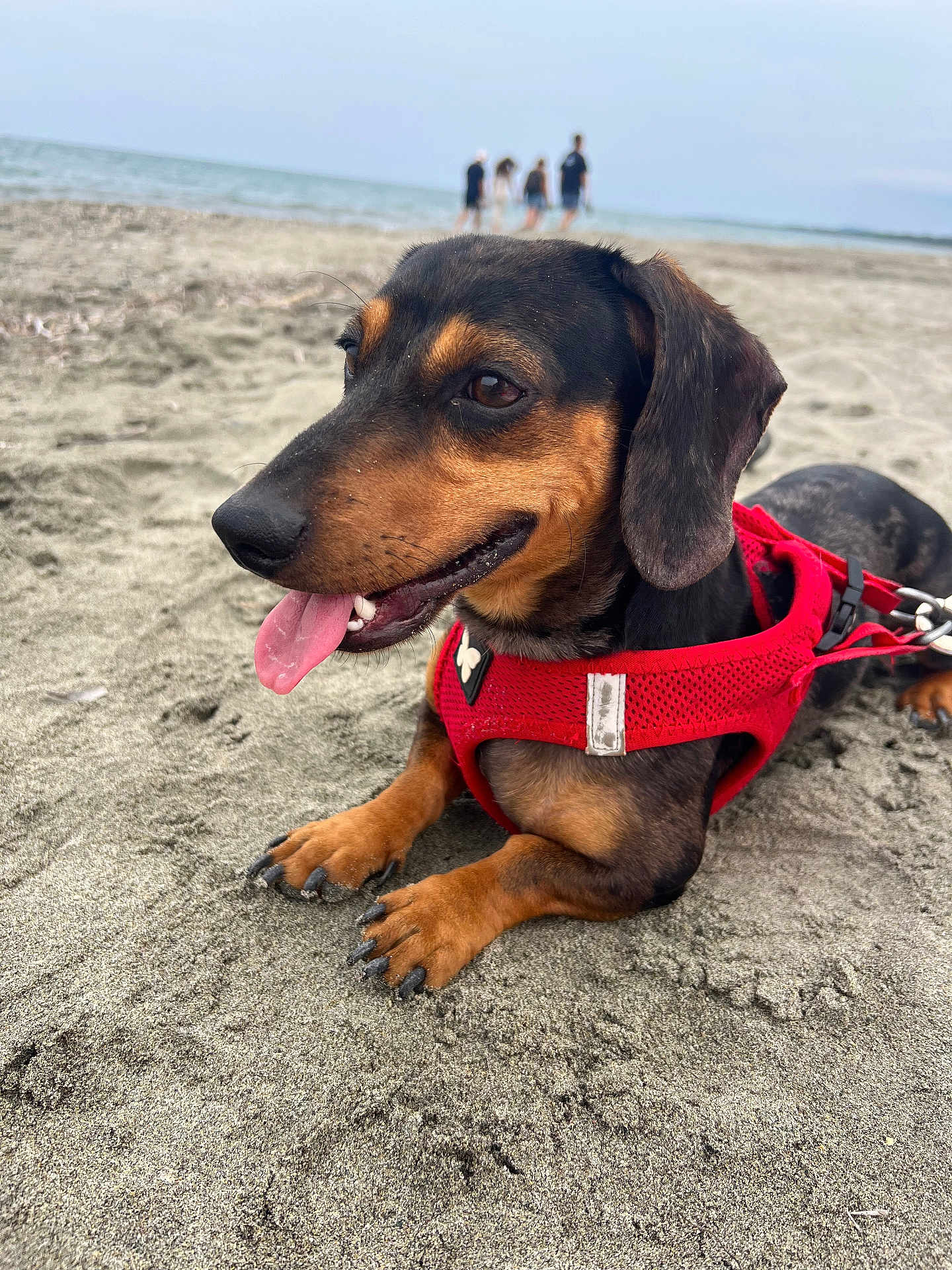 Barney a rejoint le concours — aidez-le/la à gagner de superbes lots ! dog, dachshund, red_harness, beach, sand, tongue_out, pet, animal, canine, outdoor, sea, water, sky, people, walking, summer, relaxing, closeup, paw, nature