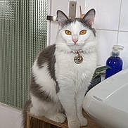 Suki a rejoint le concours — aidez-le/la à gagner de superbes lots ! cat, white_cat, gray_cat, amber_eyes, sitting, wooden_shelf, bathroom, sink, soap_dispenser, textured_glass, door, tile_wall, domestic, pet, feline, curious, calm, indoor, collar, fur