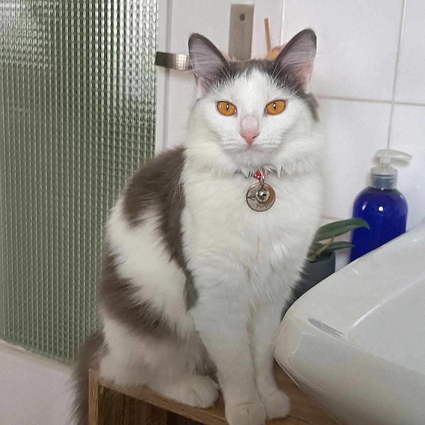 Suki a rejoint le concours — aidez-le/la à gagner de superbes lots ! cat, white_cat, gray_cat, amber_eyes, sitting, wooden_shelf, bathroom, sink, soap_dispenser, textured_glass, door, tile_wall, domestic, pet, feline, curious, calm, indoor, collar, fur
