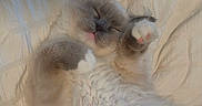 Coco joined the competition — help win amazing prizes! cat, sleeping, fluffy, paw, bed, soft, cute, pet, animal, feline, cozy, resting, whiskers, ears, pink_paw_pads, fur, relaxed, indoor, adorable, closeup
