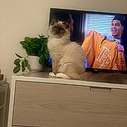 Coco joined the competition — help win amazing prizes! cat, fluffy, dressing_table, plant, television, person, orange_jacket, indoor, furniture, curious, cozy, living_room, animal, pet, portrait, sitting, green_plant, screen, houseplant, home_decor