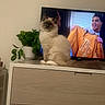 cat, fluffy, dressing_table, plant, television, person, orange_jacket, indoor, furniture, curious, cozy, living_room, animal, pet, portrait, sitting, green_plant, screen, houseplant, home_decor