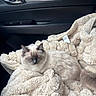 Coco joined the competition — help win amazing prizes! cat, fluffy, sleeping, blanket, car_interior, door_handle, soft_texture, fur, cozy, relaxed, pet, animal, indoor, comfort, resting, cream_color, car_seat, feline, cute, domestic_cat