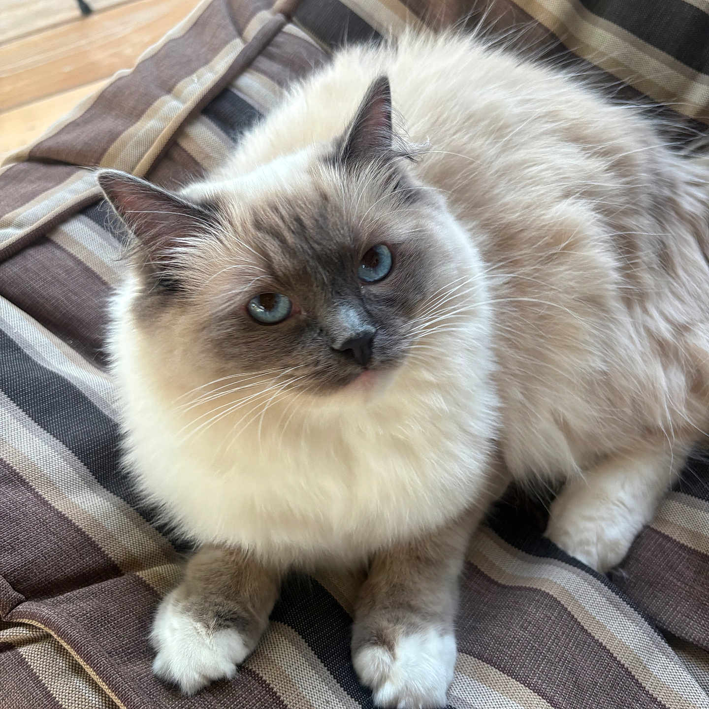 Coco
