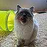 Coco is registered to the contest to win money with this photo: cat, blue_eyes, licking, fluffy, carpet, indoor, pet, window, natural_light, toy, green_tunnel, playful, cute, feline, whiskers, ears, tongue, sitting, domestic, fur