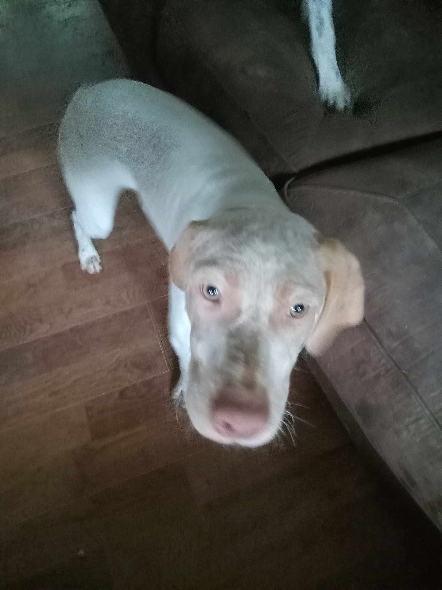 Fred joined the competition — help win amazing prizes! dog, indoor, floor, couch, brown, light_colored, pet, looking_up, animal, blurry, wooden_floor, curious, canine, fur, ears, snout, sitting, home, domestic, quiet