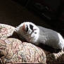 cat, sleeping, fluffy, white, black_markings, cushion, floral_pattern, sunlight, shadow, indoor, cozy, resting, pet, animal, feline, quiet, soft_fur, comfortable, relaxed, home