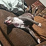 Turkey is registered to the contest to win money with this photo: animal, blanket, brown_couch, canine, comfort, couch, cozy, dog, domestic_animal, four_legs, fur, home, indoor, living_room, napping, pet, pillow, relaxed, resting, sleeping_dog