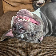 Turkey is registered to the contest to win money with this photo: animal, brown_couch, canine, close_up, cute, dog, domestic, ears, funny, fur, grin, happy, indoor, pet, playful, relaxed, snout, teeth, tongue, upside_down