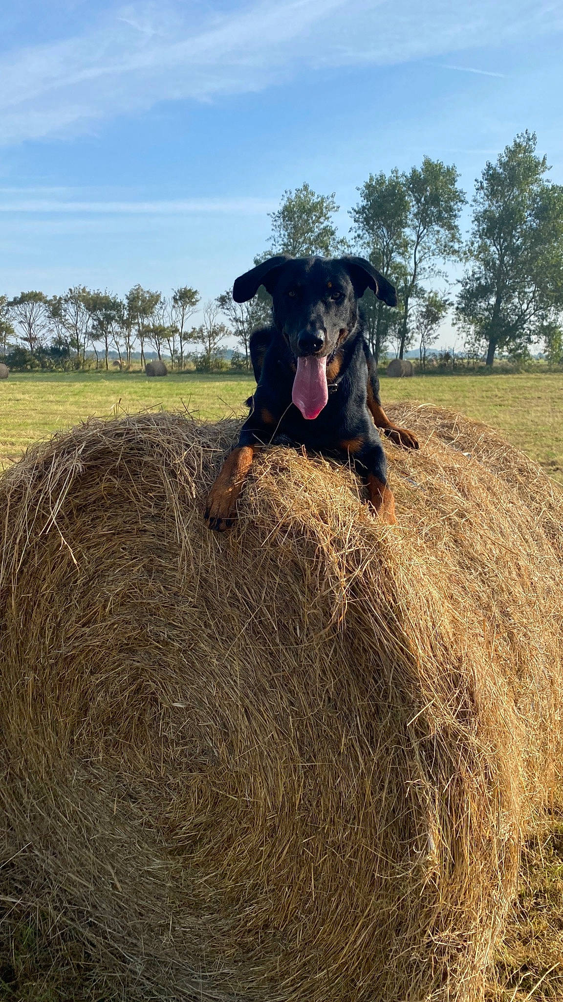 Tiki a rejoint le concours — aidez-le/la à gagner de superbes lots ! agriculture, bovine, carnivore, cloud, dog, dog_breed, farmworker, field, grass, grassland, landscape, pasture, plant, prairie, sheep, sky, soil, sporting_group, tree, working_animal