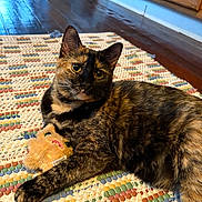 Porkchop is registered to the contest to win money with this photo: cat, tortoiseshell, pet, animal, cute, toy, rug, floor, wooden_floor, indoor, domestic, feline, whiskers, ears, eyes, relaxed, home, cozy, playful, claw