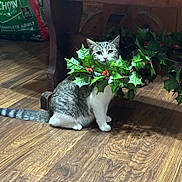 Sushi is registered to the contest to win money with this photo: cat, curious, disguise, domestic_animal, festive, flooring, furniture, green_leaves, holly_leaves, household, indoor, natural_light, pet_food_bag, plant, red_berries, sitting, striped_tail, tabby_cat, white_paws, wooden_floor