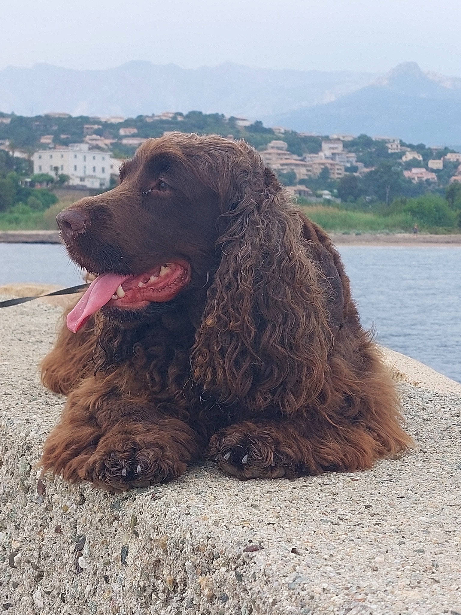 Ostral a rejoint le concours — aidez-le/la à gagner de superbes lots ! canidae, carnivore, companion_dog, dog, dog_breed, fur, giant_dog_breed, gun_dog, hunting_dog, lake, liver, puli, sky, soil, spaniel, terrestrial_animal, water, water_dog, working_animal, working_dog