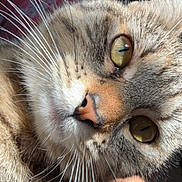 Jamjouma participe au concours pour gagner de l'argent avec cette photo : animal, cat, close_up, closeup, curious, cute, domestic_cat, face, feline, fur, green_eyes, indoor, mammal, pet, pink_background, portrait, soft_light, sunlight, tabby_cat, whiskers