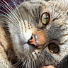 animal, cat, close_up, closeup, curious, cute, domestic_cat, face, feline, fur, green_eyes, indoor, mammal, pet, pink_background, portrait, soft_light, sunlight, tabby_cat, whiskers