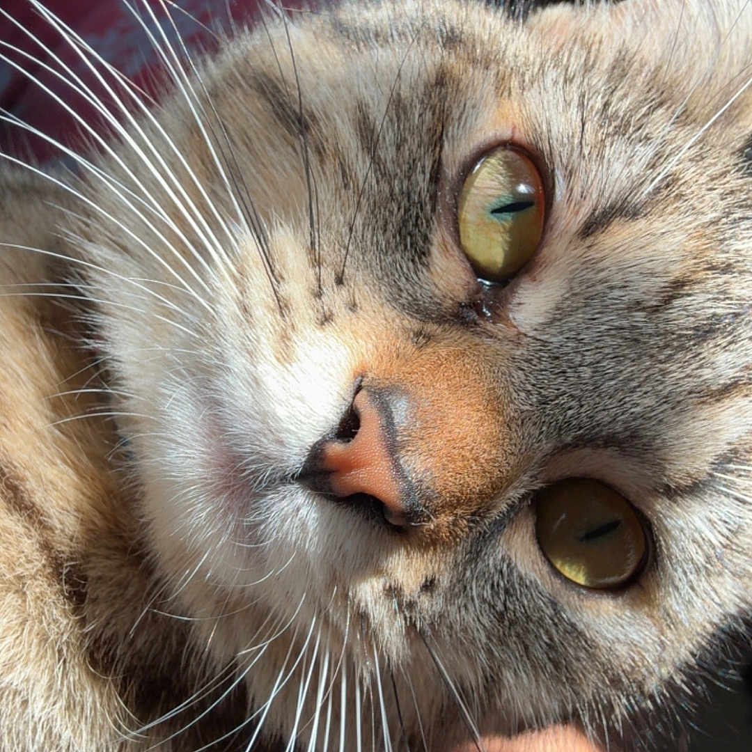 Jamjouma participe au concours pour gagner de l'argent avec cette photo : animal, cat, close_up, closeup, curious, cute, domestic_cat, face, feline, fur, green_eyes, indoor, mammal, pet, pink_background, portrait, soft_light, sunlight, tabby_cat, whiskers