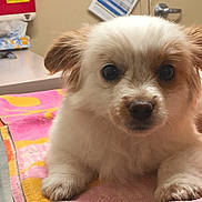 Calvin joined the competition — help win amazing prizes! puppy, dog, towel, table, indoor, pet, animal, white, tan, cute, fur, ears, eyes, clinic, veterinary, container, sink, door, clean, relaxed