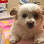 puppy, dog, towel, table, indoor, pet, animal, white, tan, cute, fur, ears, eyes, clinic, veterinary, container, sink, door, clean, relaxed